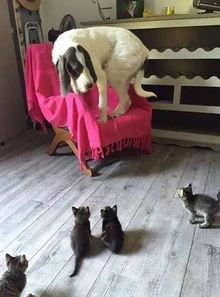 狗与猫的视频,狗狗与猫咪的欢乐互动瞬间