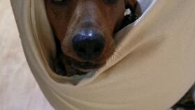 老汪爆料蓝片片的视频,老汪爆料视频引发热议