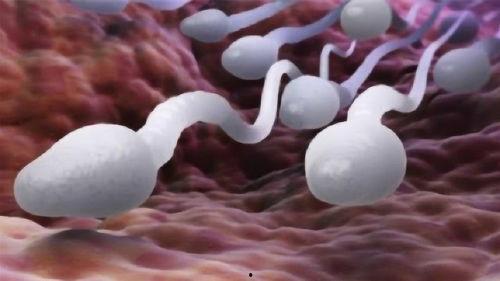 人的受精视频,生命诞生的神奇瞬间